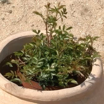 flytting av roser flytting av roser